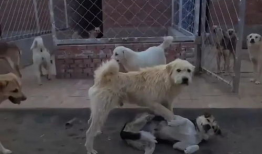 下司犬打架视频,下司犬激烈打斗场面揭秘