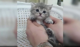 猫咪视频,猫咪视频背后的趣味故事