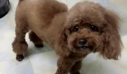 小狗狗的视频,小狗狗欢乐视频集锦